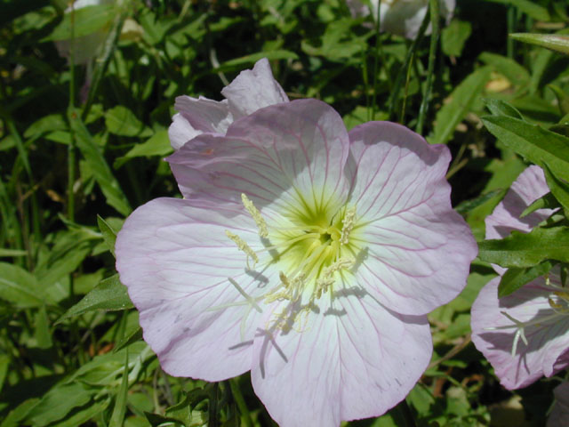 Oenothera speciosa (Pink evening primrose) #12836