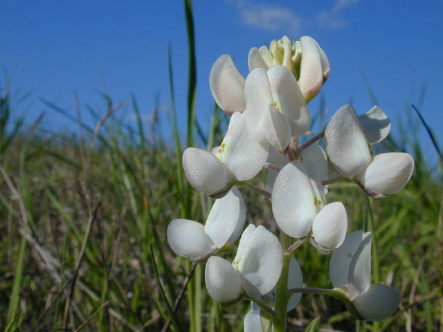 Lupinus texensis (Texas bluebonnet) #12955