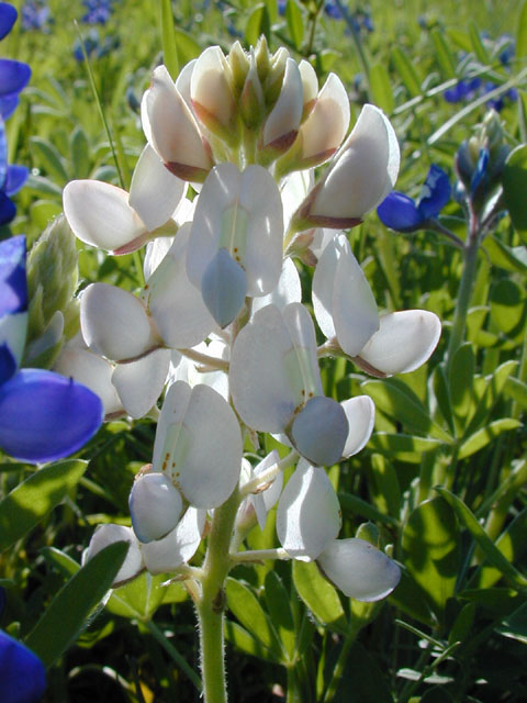 Lupinus texensis (Texas bluebonnet) #12958