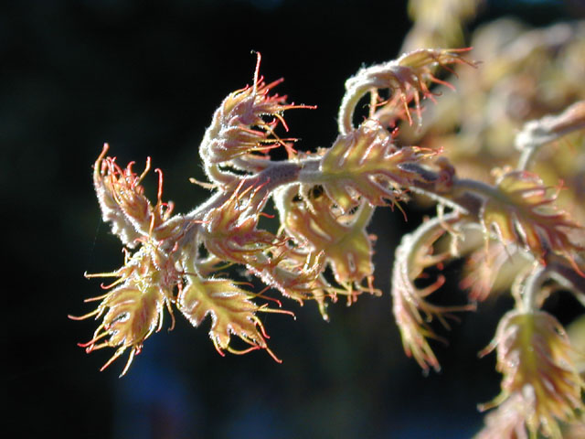 Quercus buckleyi (Texas red oak) #13011