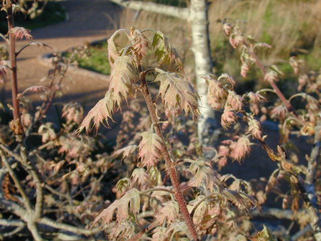 Quercus buckleyi (Texas red oak) #13014