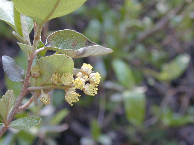 Croton alabamensis var. texensis (Texabama croton) #13048