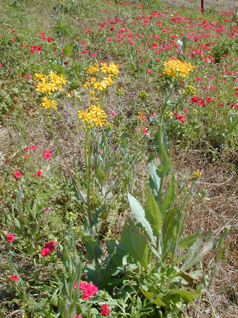 Senecio ampullaceus (Texas ragwort) #13066