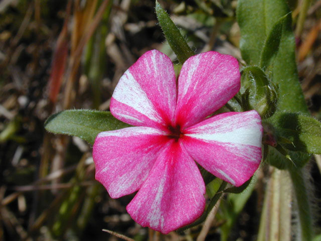 Phlox drummondii (Annual phlox) #13069