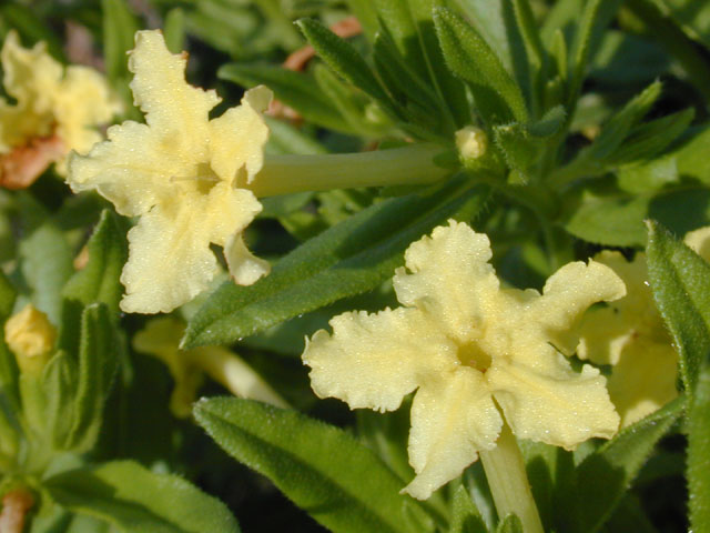 Lithospermum incisum (Fringed puccoon) #13095