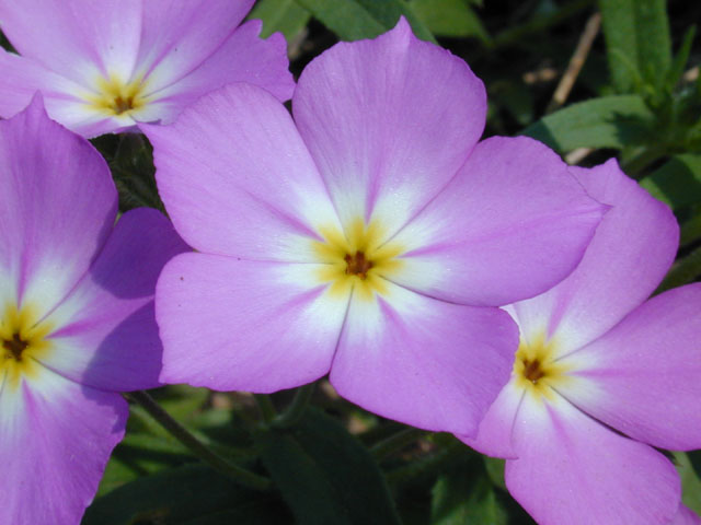 Phlox roemeriana (Goldeneye phlox) #13116