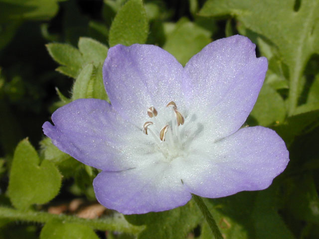 Nemophila phacelioides (Texas baby blue eyes) #13119