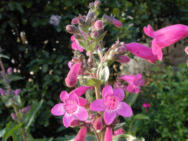 Penstemon triflorus (Hill country penstemon) #13158