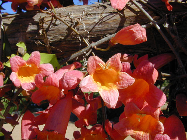 Bignonia capreolata (Crossvine) #13189