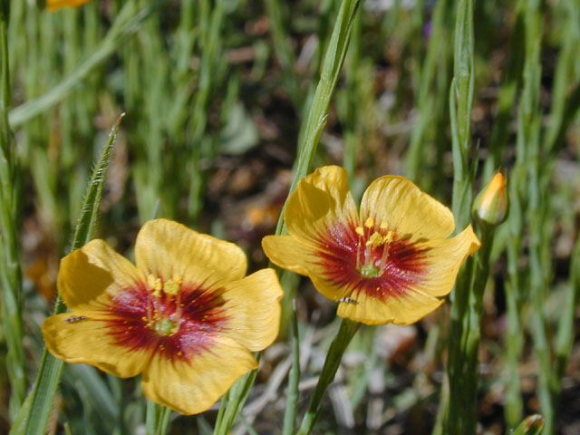 Linum hudsonioides (Texas flax) #13197