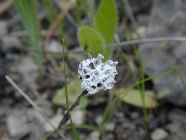 Evax prolifera (Bighead pygmycudweed) #13229