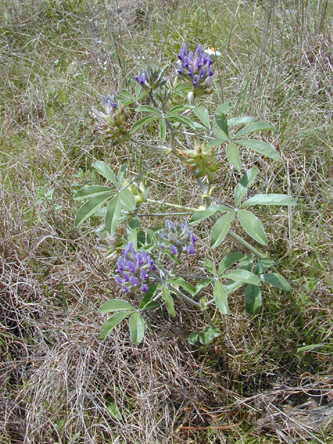 Pediomelum latestipulatum var. appressum (Texas plains indian breadroot) #13251