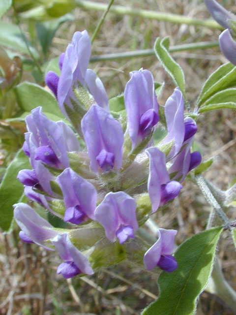 Pediomelum latestipulatum var. appressum (Texas plains indian breadroot) #13252