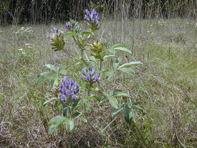 Pediomelum latestipulatum var. appressum (Texas plains indian breadroot) #13256