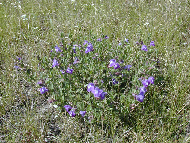 Scutellaria wrightii (Wright's skullcap) #13282