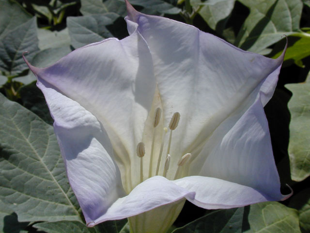 Datura wrightii (Jimsonweed) #13295