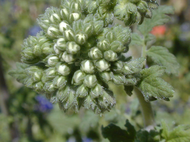 Phacelia congesta (Caterpillars) #13305