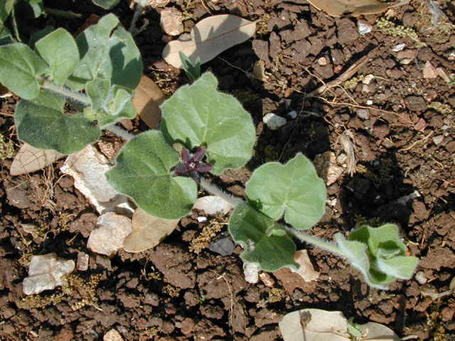 Matelea biflora (Star milkvine) #13333