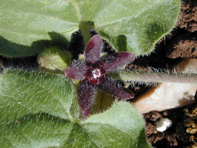 Matelea biflora (Star milkvine) #13335