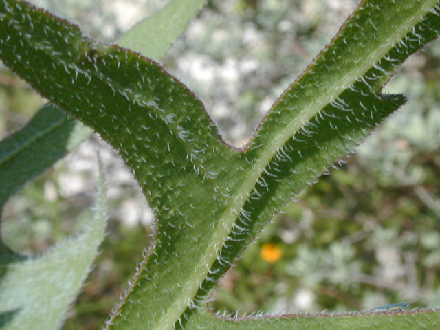 Silphium albiflorum (White rosinweed) #13372