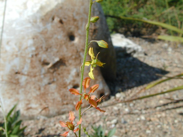 Galphimia angustifolia (Narrowleaf goldshower) #13409