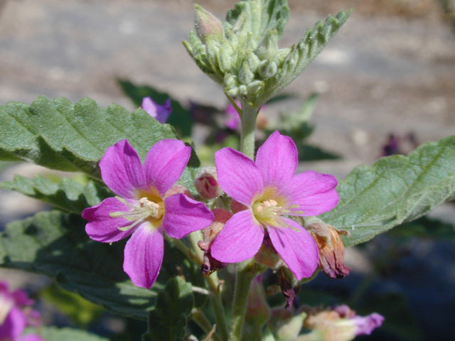 Melochia tomentosa (Pyramid bush) #13414