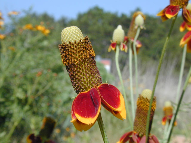 Ratibida columnifera (Mexican hat) #13418