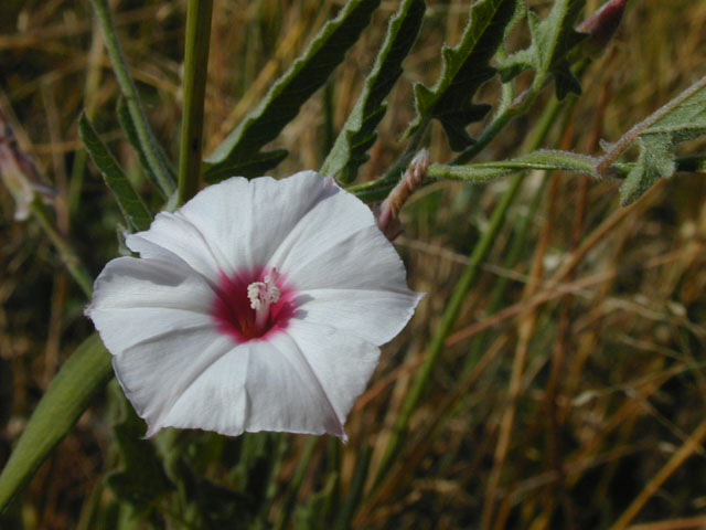 Convolvulus equitans (Texas bindweed) #13448