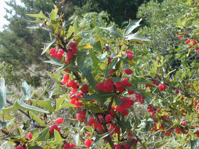 Mahonia trifoliolata (Agarita) #13476