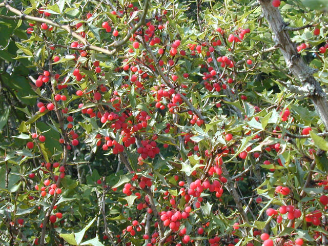 Mahonia trifoliolata (Agarita) #13478