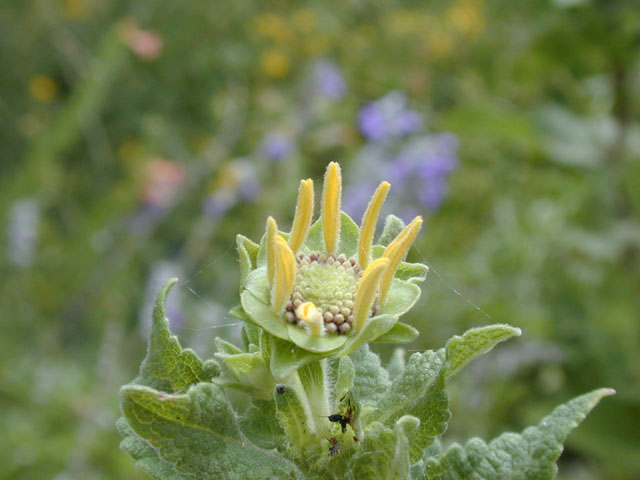 Berlandiera betonicifolia (Texas greeneyes) #13510