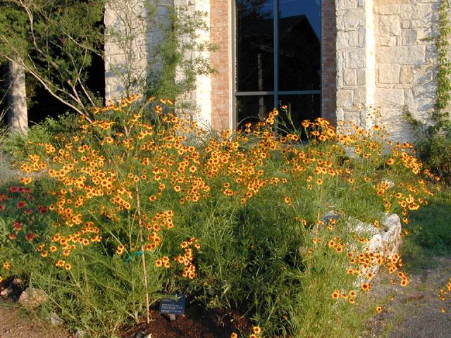 Coreopsis tinctoria var. tinctoria (Golden tickseed) #13541