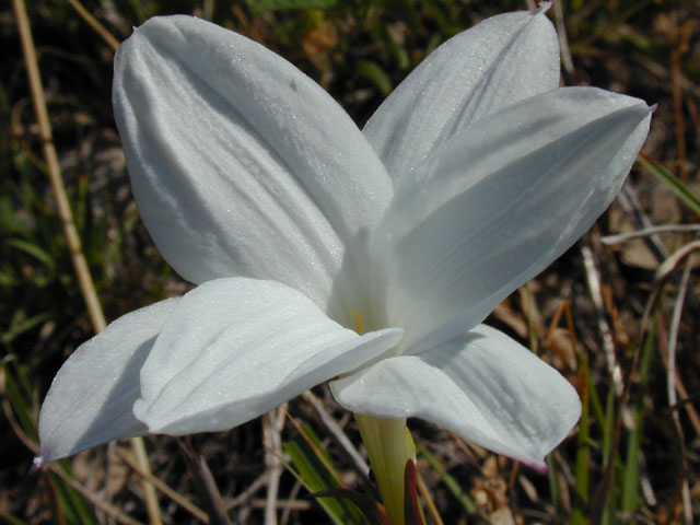 Cooperia pedunculata (Hill country rain lily) #13563