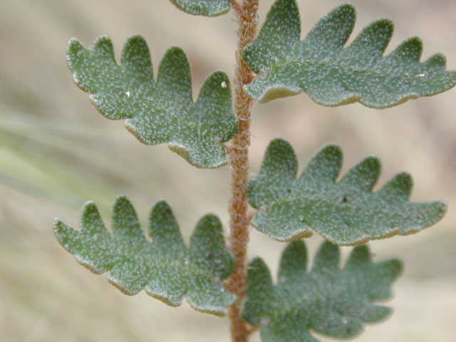 Astrolepis sinuata (Wavy scaly cloakfern) #13632