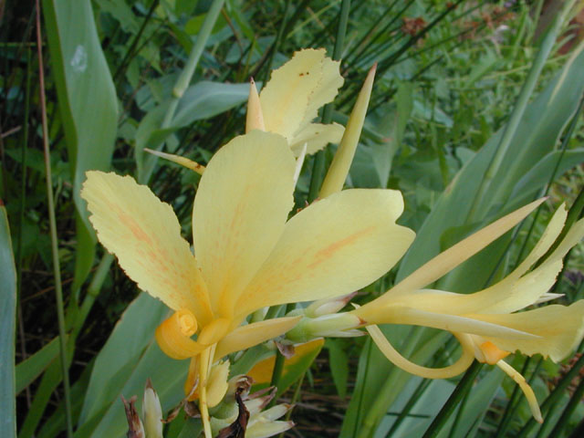 Canna glauca (Water canna) #13659