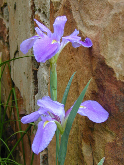 Iris brevicaulis (Zigzag iris) #13670