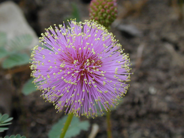 Mimosa roemeriana (Roemer's mimosa) #13677