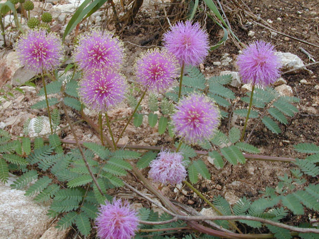 Mimosa roemeriana (Roemer's mimosa) #13678