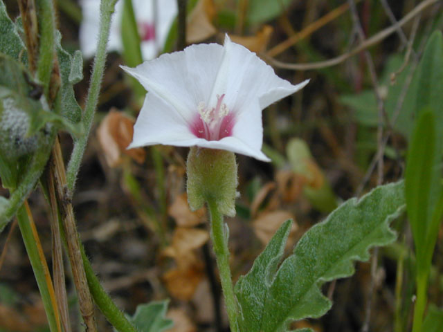 Convolvulus equitans (Texas bindweed) #13693