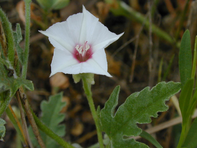 Convolvulus equitans (Texas bindweed) #13694