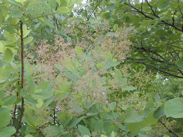 Cotinus obovatus (American smoke tree) #13699