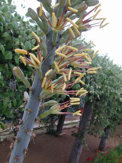 Agave univittata (Thorncrest century plant) #13702