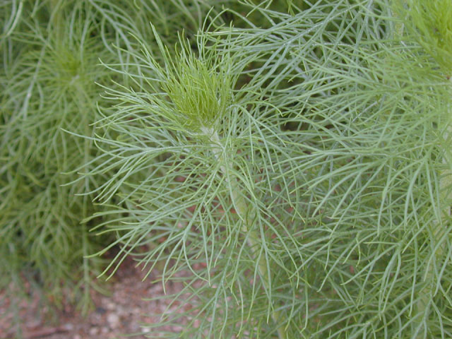 Ipomopsis rubra (Standing cypress) #13708