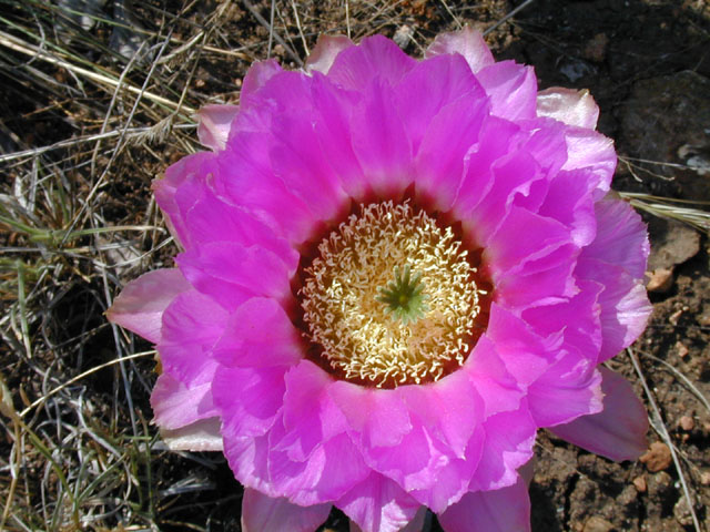 Echinocereus reichenbachii ssp. reichenbachii (Lace hedgehog cactus) #13765