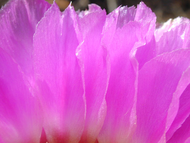 Echinocereus reichenbachii ssp. reichenbachii (Lace hedgehog cactus) #13775