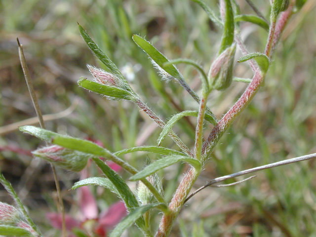 Krameria lanceolata (Trailing krameria) #13781