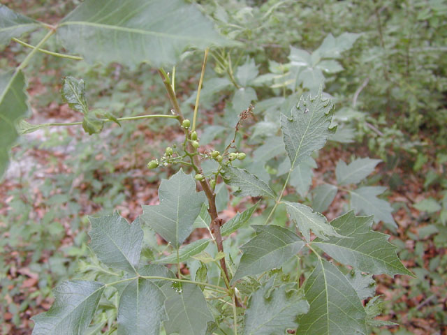 Toxicodendron radicans (Eastern poison ivy) #13852