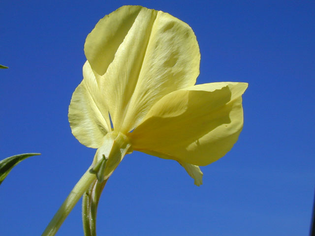 Oenothera jamesii (Trumpet evening-primrose) #13916