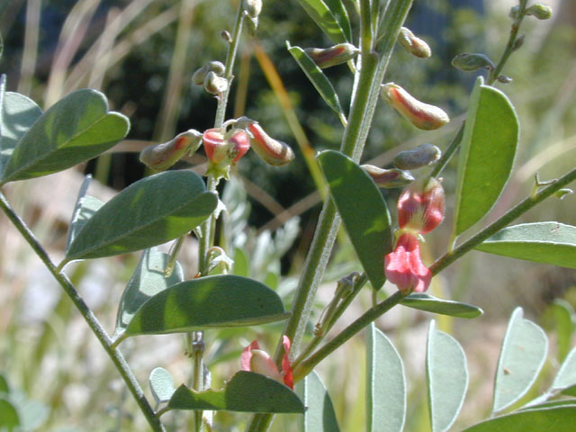 Indigofera lindheimeriana (Lindheimer's indigo) #13930