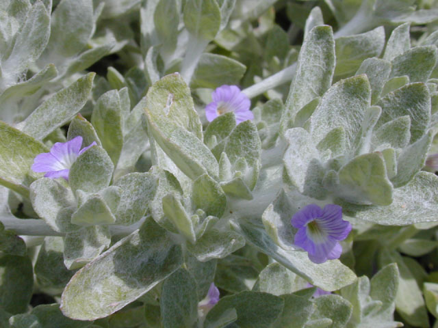 Stemodia lanata (Woolly stemodia) #13964